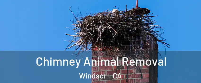 Chimney Animal Removal Windsor - CA
