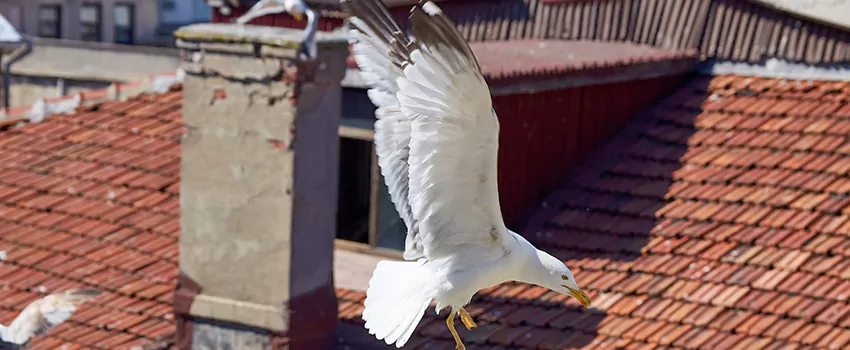 Residential Chimney Animal Removal Solution in Windsor, CA